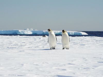 Zwei Kaiserpinguine, gesichtet auf einer Reise durchs Rossmeer (© Varga Jones)