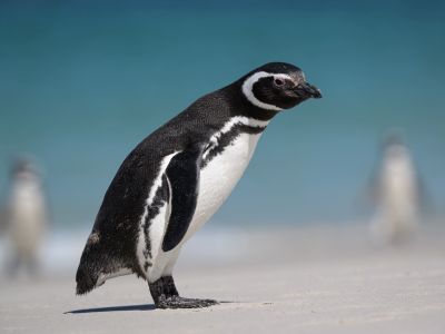 Magellanpinguin auf Carcass Island, Falklandinseln (© Vreni & Stefan Gerber)