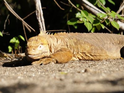 Landleguan, Galapagos. (© Eva Fuchs)