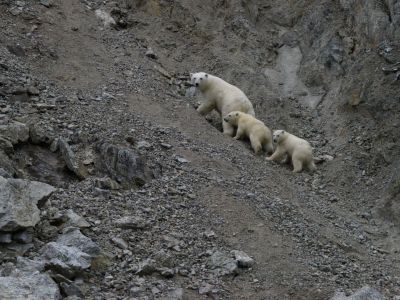 Eisbärbeobachtung auf der Wrangel-Insel. (© Vreni und Stefan Gerber)