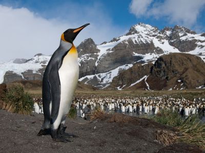 Königpsinguin, Gold Harbour, Südgeorgien (© Vreni & Stefan Gerber)