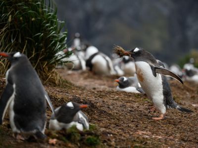 Eselpinguine, Godthul, Südgeorgien (© Vreni & Stefan Gerber)