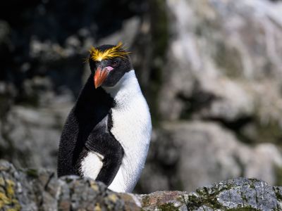 Goldschopfpinguin auf Südgeorgien (© Vreni & Stefan Gerber)