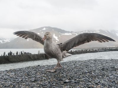 Riesensturmvogel auf Südgeorgien (© Vreni & Stefan Gerber)