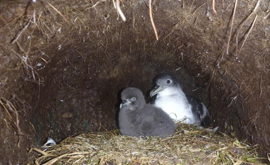 Ein erwachsener Grausturmvogel sitzt mit seinem Küken in der Nisthöhle. Grausturmvögel bauen ihre Nisthöhlen im steilen Gelände mit gut entwässernden Böden. Ende März oder Anfang April, legen sie ein Ei, das beiden Vögel bebrüten. Nach dem Schlüpfen wird das Küken von beiden Vögeln gefüttert, bis es Ende September bis Anfang Dezember flügge ist. (Foto: Richard Dakin)