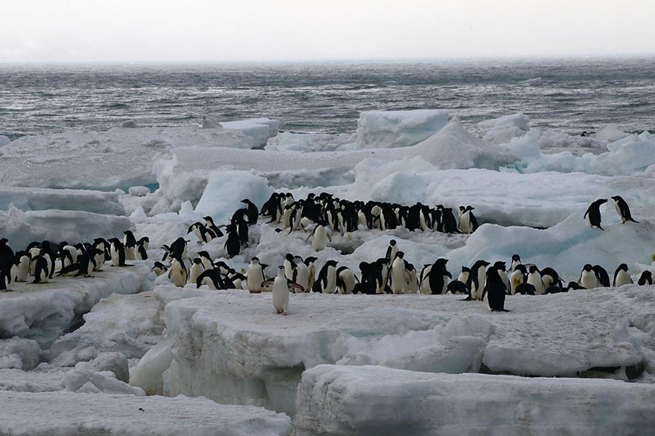 001 Pinguine auf Saunders Island