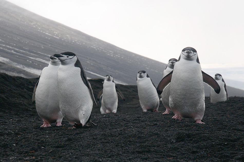 004 South Sandwich Islands vollgefressen kommen Zuegelpinguine vom Fischfang zurueck