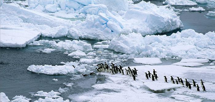 Die Adeliepinguine fühlen sich wohl im Eis, wie hier in der Ross Sea vor dem Cap Adare.