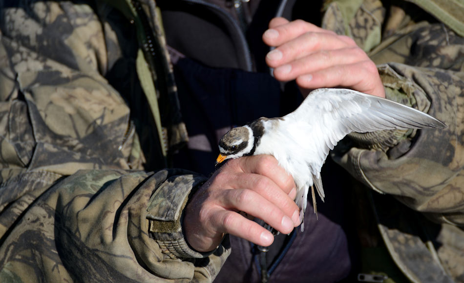 Das Beringen von Watvögeln wie diesem Regenpfeifer in Tschukotka sollen den Forschern wichtige Daten über die Zugeigenschaften der Vögel liefern. Wenn die Routen und Brutgebiete bekannt sind, können gezieltere Massnahmen zum Schutz eingerichtet werden. Bild: Michael Wenger