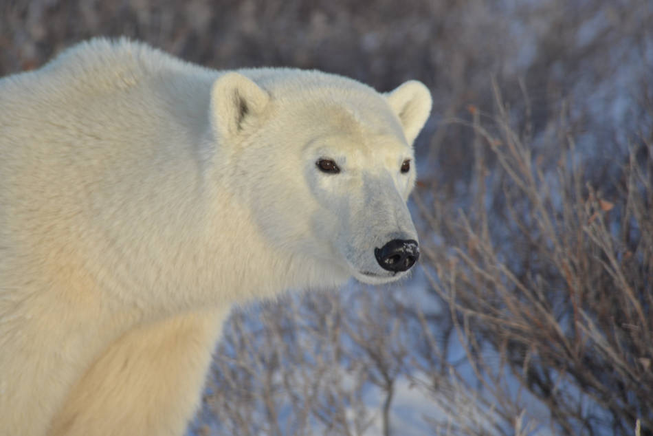 Eisbär, Hund oder Auto? Ein Überwachungsradar soll die Arktisgemeinden über sich nähernde Gefahr warnen. (Bild: Joe Brockmeier / Flickr CC BY 2.0)