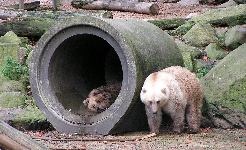 Mehr Grolars und Pizzlies könnten bald die Arktis durchwandern