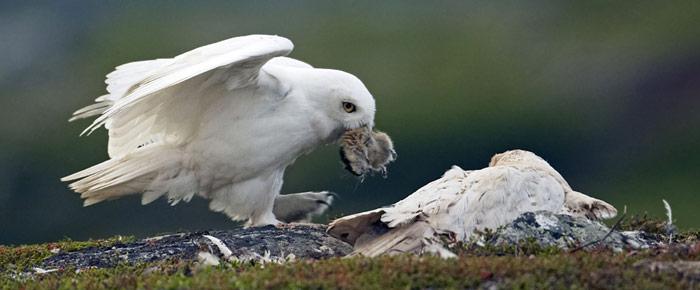 Schneeeule mit erbeutetem Lemming