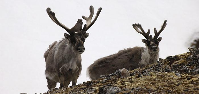 Die Nahrung besteht vorrangig aus Flechten, Moosen und höheren Pflanzen. Nur gutgenährte Rentiere überstehen die rauen Winter auf Spitzbergen.