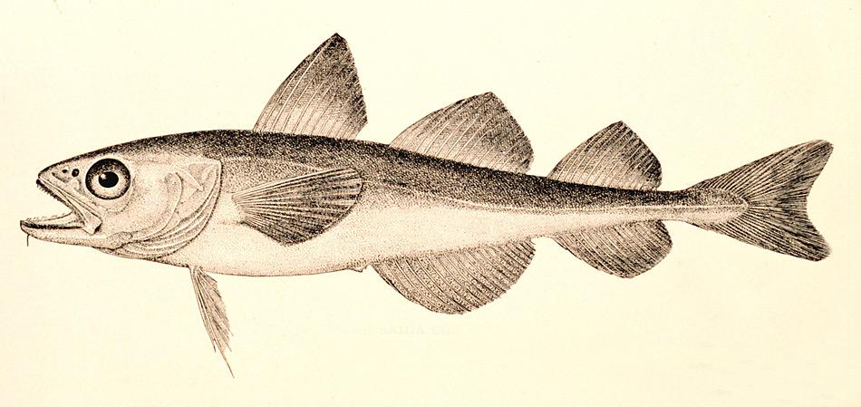 Polardorsche können eine Körperlänge von 25 cm bis zu 40 cm erreichen.