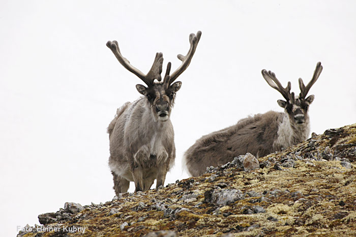 Spitzbergen-028