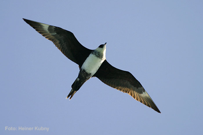 023-Arctic-Skua