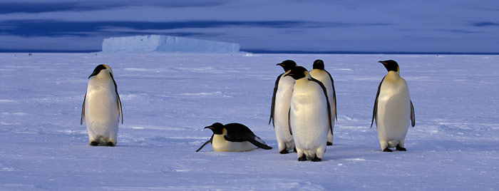 Kaiserpinguine-vor-Eisberg