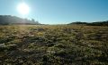 Die arktische Tundra besteht normalerweise aus Büschen, Gräsern, Blumen und Moosen und Flechten.