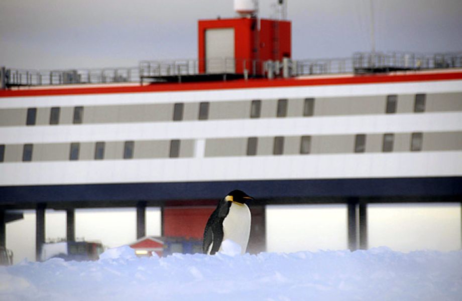 Pinguin besucht Neumayer-Station in der Antarktis