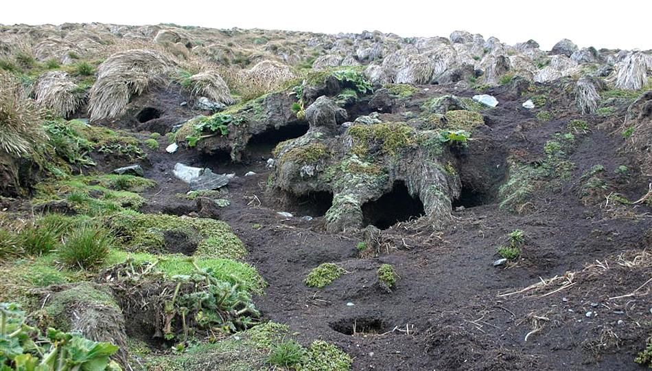 Macquarie Island offiziell Schädlings-frei