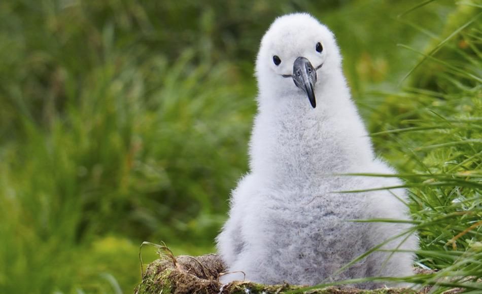 GPS-Sender helfen beim Schutz der Schwarzbrauenalbatrosse auf Macquarie Island